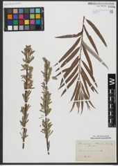 Foto von Salix viminalis L.